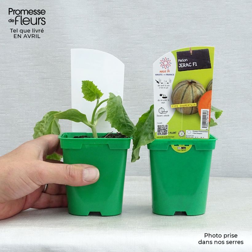 Amostra de Melon Jerac F1 en plants Pot de 10 cm/11cm tal como entregue na primavera
