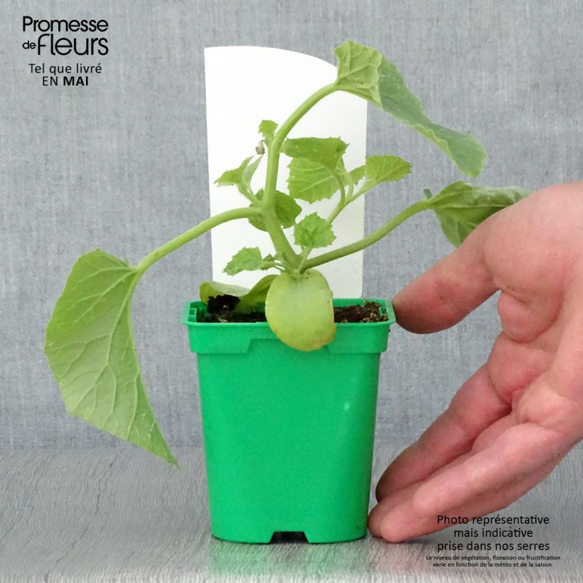 Amostra de Melon Mangomel F1 en plants  Vaso de 10 cm/11 cm tal como entregue na primavera