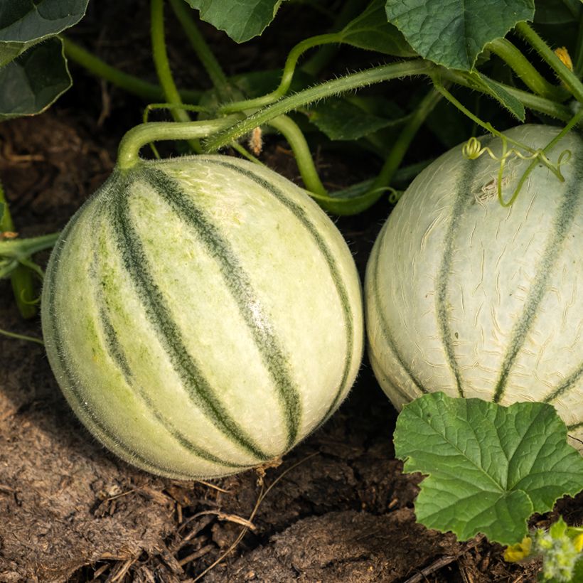 Melão Savor F1 Vilmorin (Colheita)