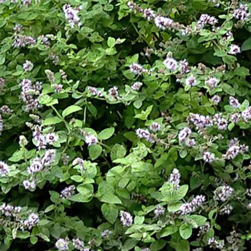 Hortelã-de-Gattefosse Bio - Mentha Gattefossei (Folhagem)