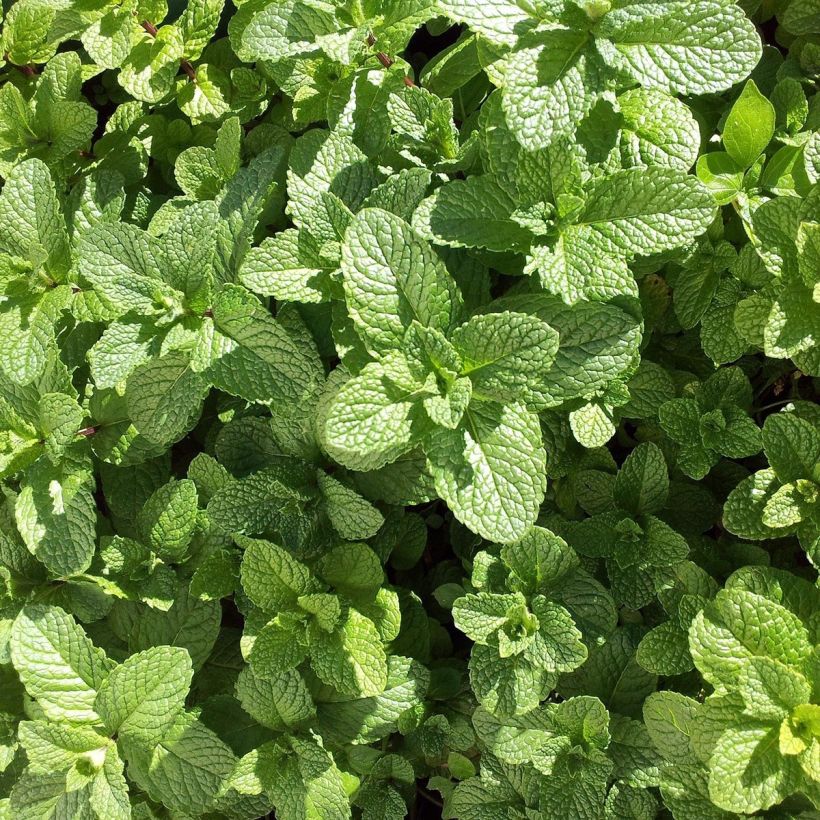 Hortelã Mojito Bio - Mentha hemingwayensis plantas jovens biológicas (Folhagem)