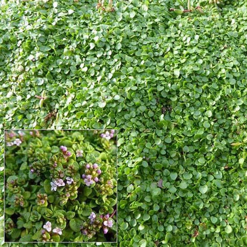 Mentha requienii (Floração)