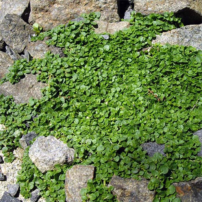 Mentha requienii (Hábito)