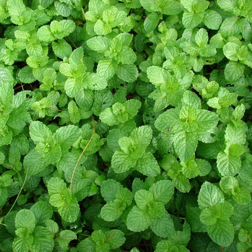 Hortelã-verde chewing gum - Mentha spicata Yakima plantas jovens (Folhagem)