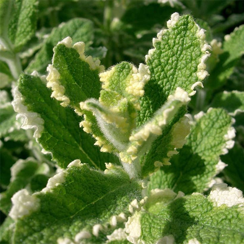 Hortelã-brava-variegada - Mentha suaveolens Variegata (Folhagem)