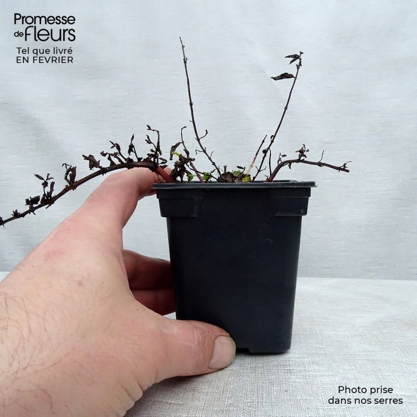 Amostra de Menthe Algérienne BIO Vaso de 7/8 cm tal como entregue no inverno