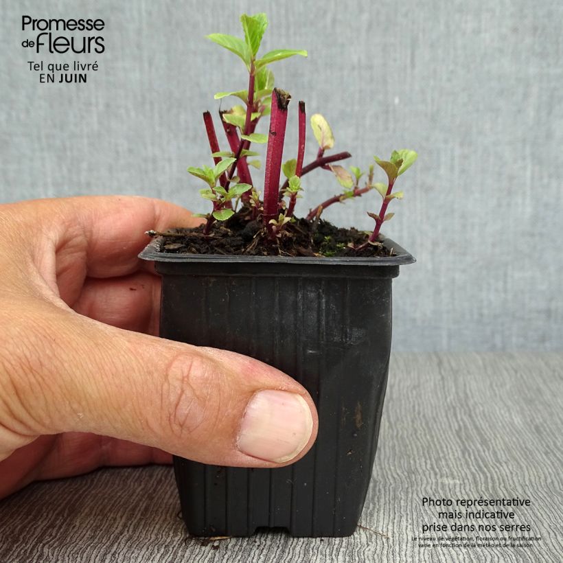 Amostra de Hortelã-marroquina Bio Vaso de 7/8 cm tal como entregue no verão