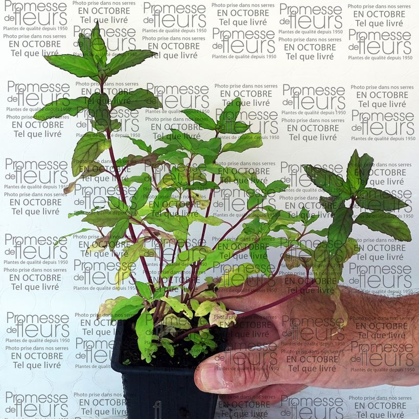 Exemplo de amostra de Menthe Ananas BIO - Mentha rotundifolia Ananas Vaso de 8/9 cm tal como entregue