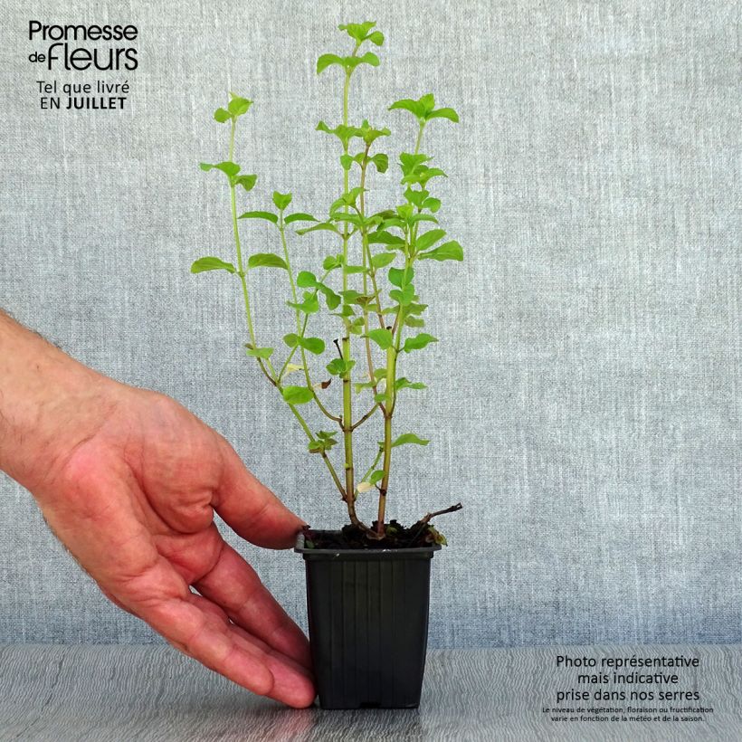Amostra de Hortelã-bergamota Bergamota Bio Vaso de 8/9 cm tal como entregue no verão