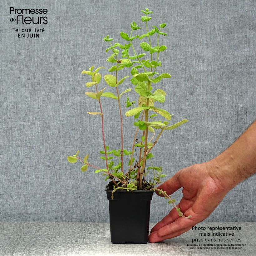 Amostra de Hortelã Branca Bio - Mentha piperata officinalis Alba Vaso de 8/9 cm tal como entregue no verão