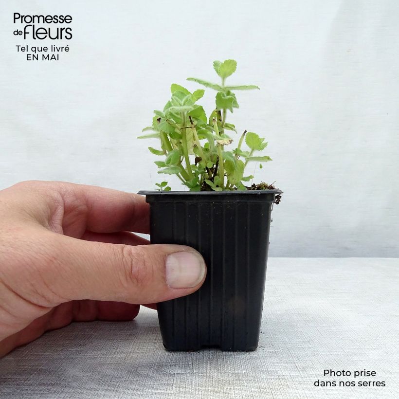 Amostra de Hortelã Branca Bio - Mentha piperata officinalis Alba Vaso de 8/9 cm tal como entregue na primavera