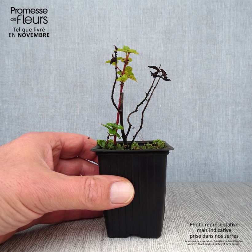 Amostra de Hortelã chinesa Bio Vaso de 8/9 cm tal como entregue no outono