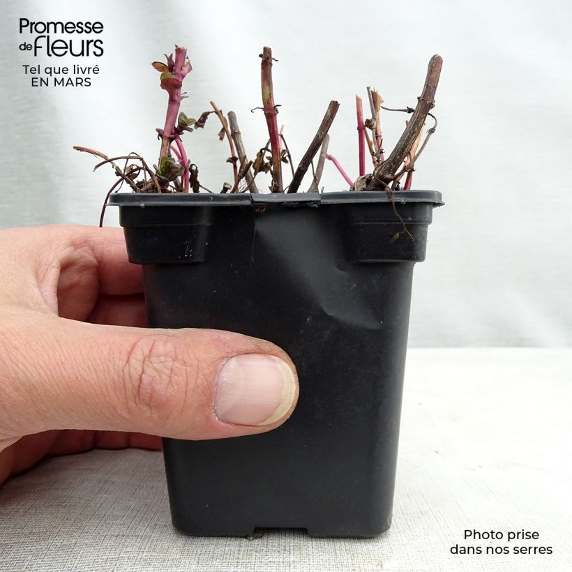 Amostra de Hortelã chinesa Bio Vaso de 8/9 cm tal como entregue na primavera