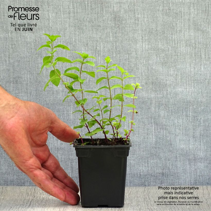 Amostra de Hortelã-limão - Mentha citrata Vaso de 8/9 cm tal como entregue no verão