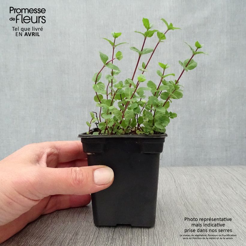 Amostra de Hortelã-limão - Mentha citrata Vaso de 8/9 cm tal como entregue na primavera