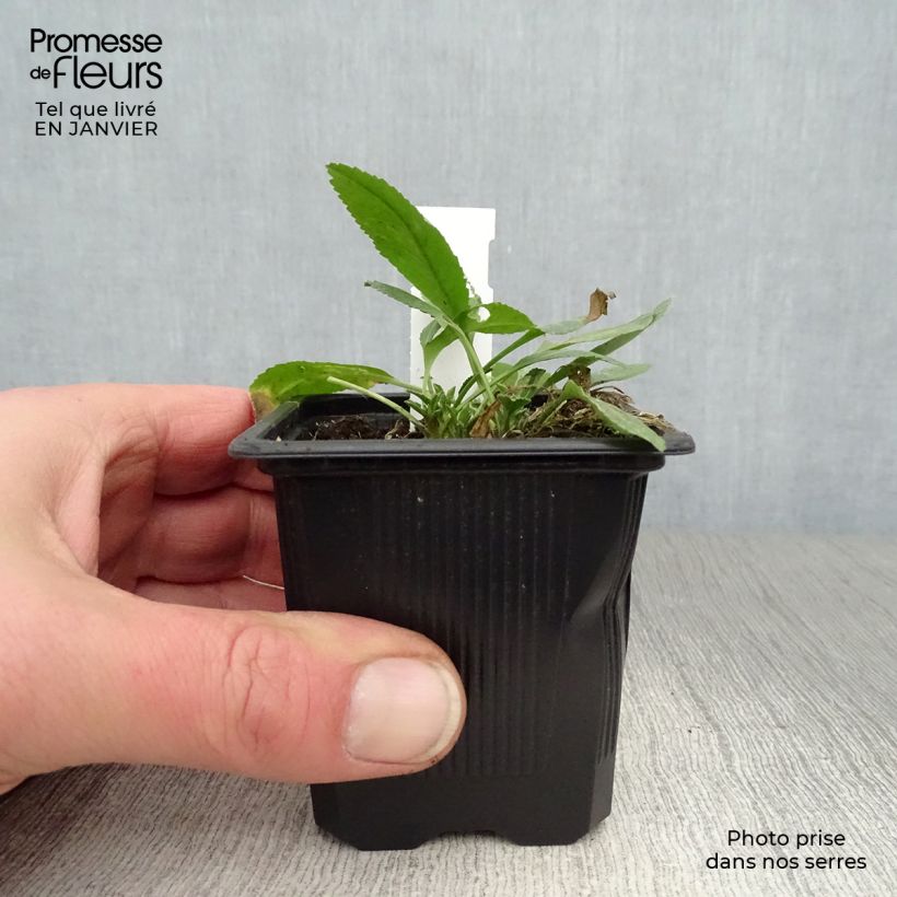 Amostra de Menthe Coq - Tanacetum balsamita Vaso de 7/8 cm tal como entregue no inverno