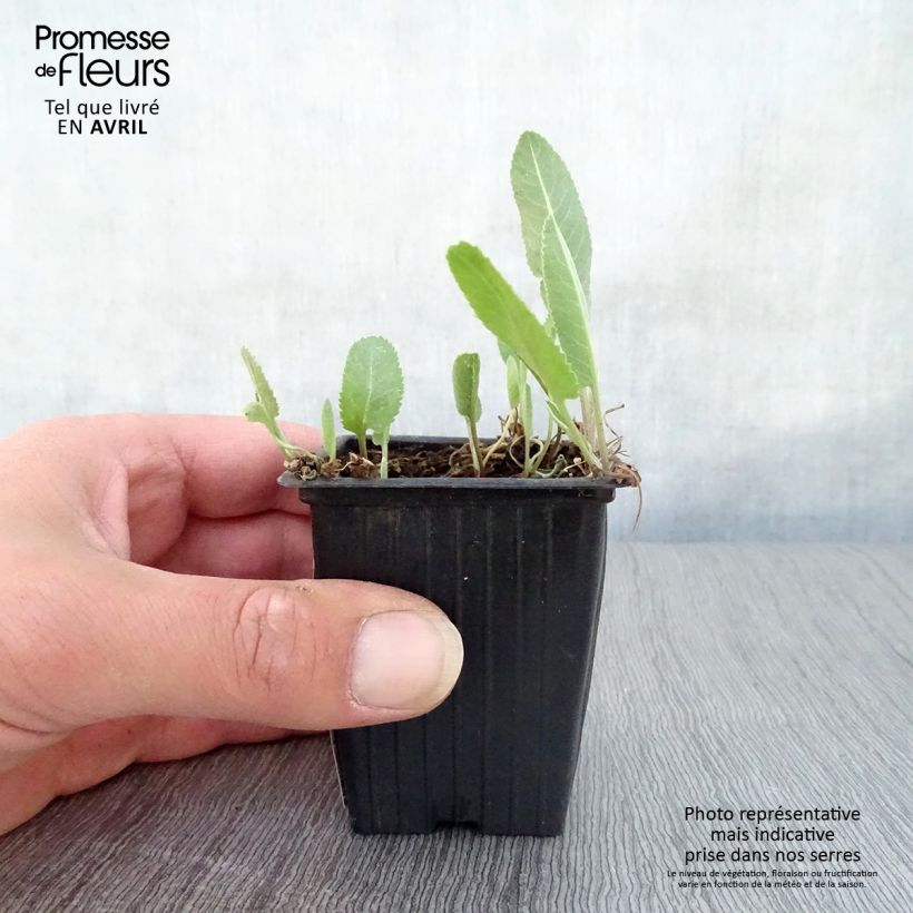 Amostra de Erva-de-santa-maria - Tanacetum balsamita Vaso de 7/8 cm tal como entregue na primavera