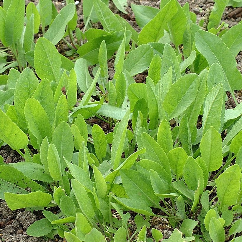 Erva-de-santa-maria - Tanacetum balsamita (Hábito)