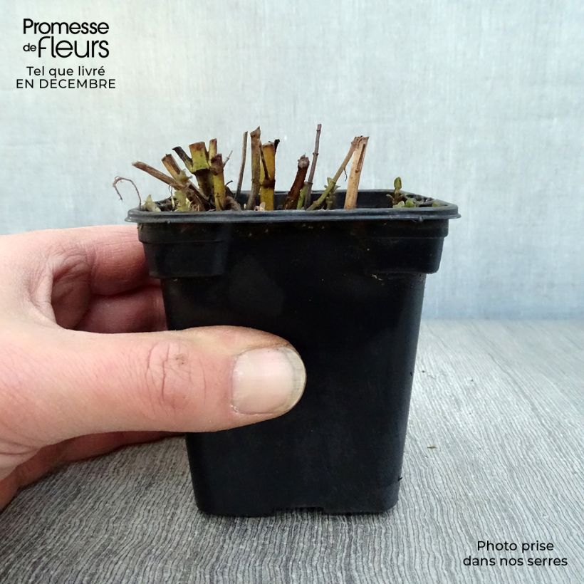 Amostra de Menthe Eau de Cologne BIO - Mentha citrata Eau de Cologne Vaso de 7/8 cm tal como entregue no inverno