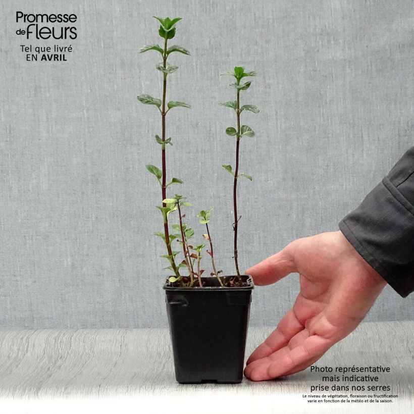 Amostra de Hortelã Eau de Cologne Bio Vaso de 7/8 cm tal como entregue na primavera