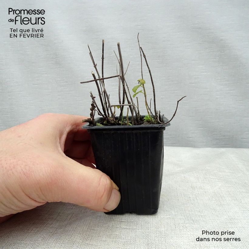 Amostra de Menthe Fraise BIO - Mentha spicata Strawberry Vaso de 7/8 cm tal como entregue no inverno