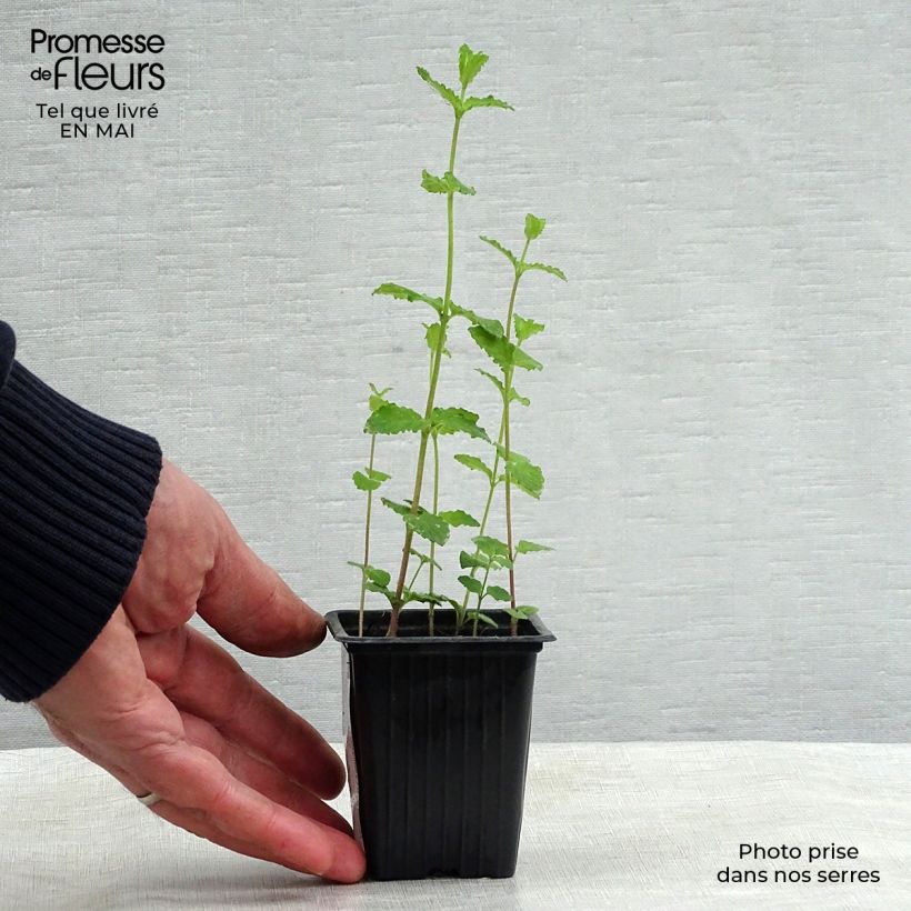 Amostra de Hortelã-morango Bio - Mentha spicata Strawberry Vaso de 7/8 cm tal como entregue na primavera