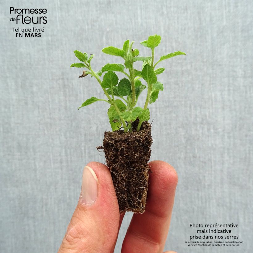 Amostra de Menthe Fraise BIO - Mentha spicata Strawberry Mini-torrão Ø 3/4 cm tal como entregue na primavera