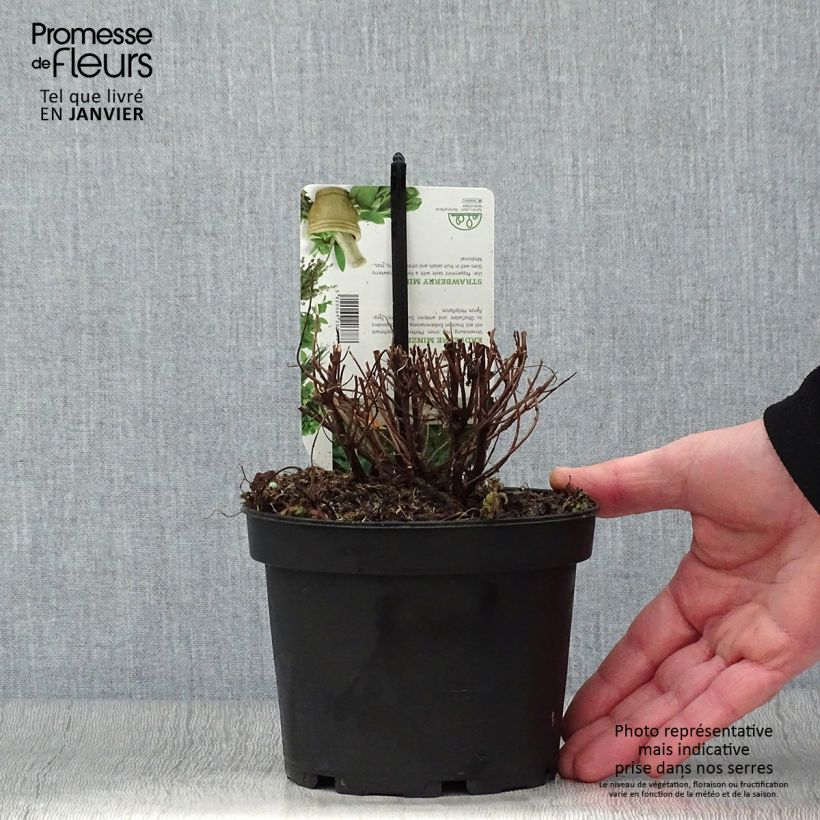 Amostra de Menthe Fraise - Mentha spicata Strawberry  Vaso de 1,5 L/2 L tal como entregue no inverno