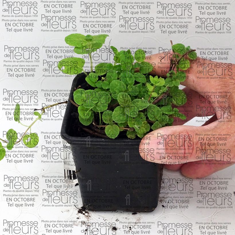 Exemplo de amostra de Menthe Gattefossei BIO - Menthe de Gattefosse Vaso de 8/9 cm tal como entregue