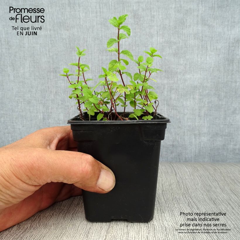 Amostra de Hortelã-pimenta Gengibre Bio - Mentha piperita Ginger Vaso de 7/8 cm tal como entregue no verão