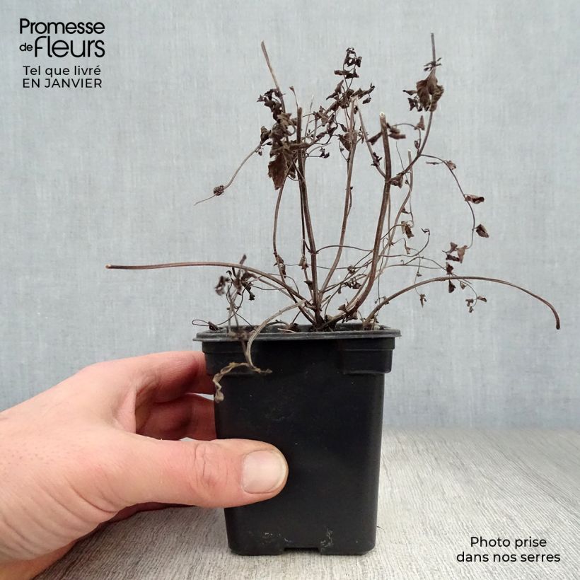 Amostra de Menthe Gingembre BIO - Mentha piperita Ginger Vaso de 7/8 cm tal como entregue no inverno