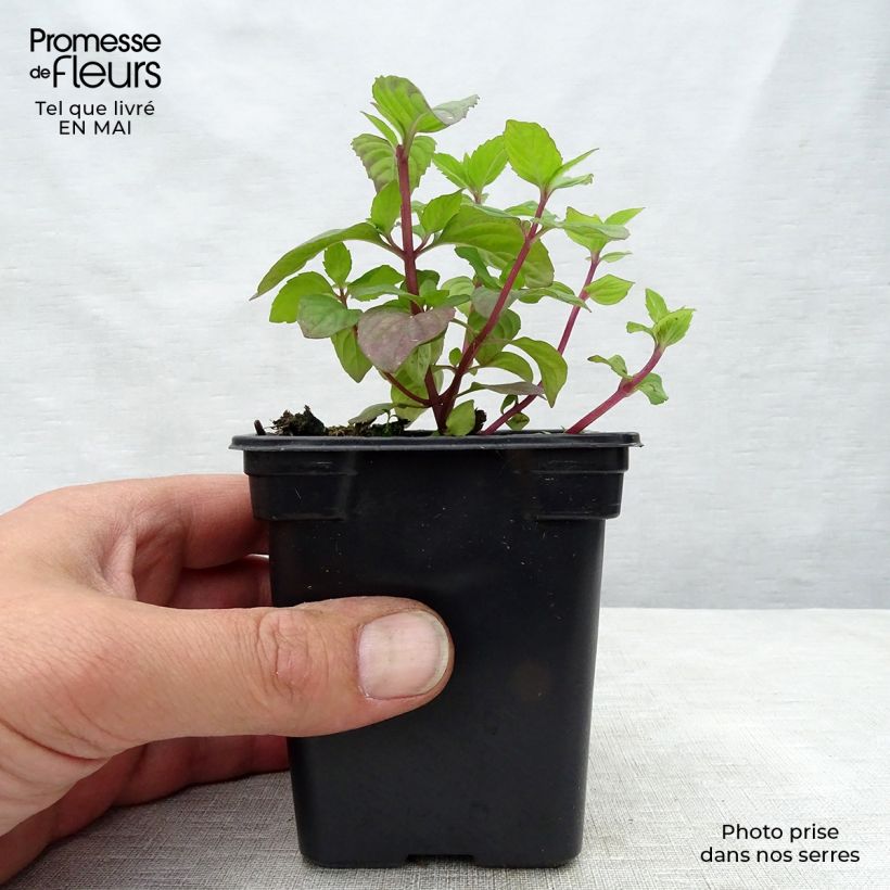 Amostra de Hortelã-pimenta Gengibre Bio - Mentha piperita Ginger Vaso de 7/8 cm tal como entregue na primavera