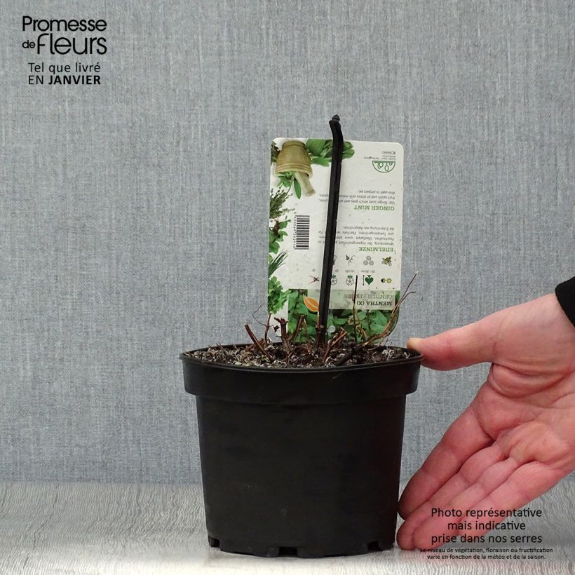 Amostra de Menthe Gingembre - Mentha piperita Ginger Vaso de 1,5 L/2 L tal como entregue no inverno