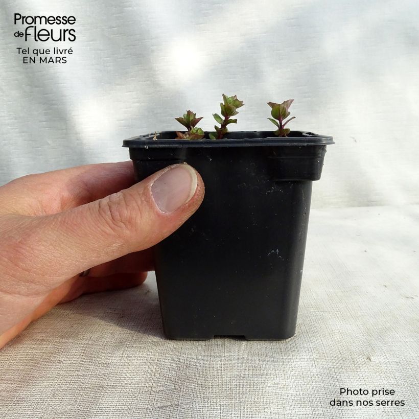 Amostra de Hortelã Sabor Laranja Vaso de 8/9 cm tal como entregue na primavera