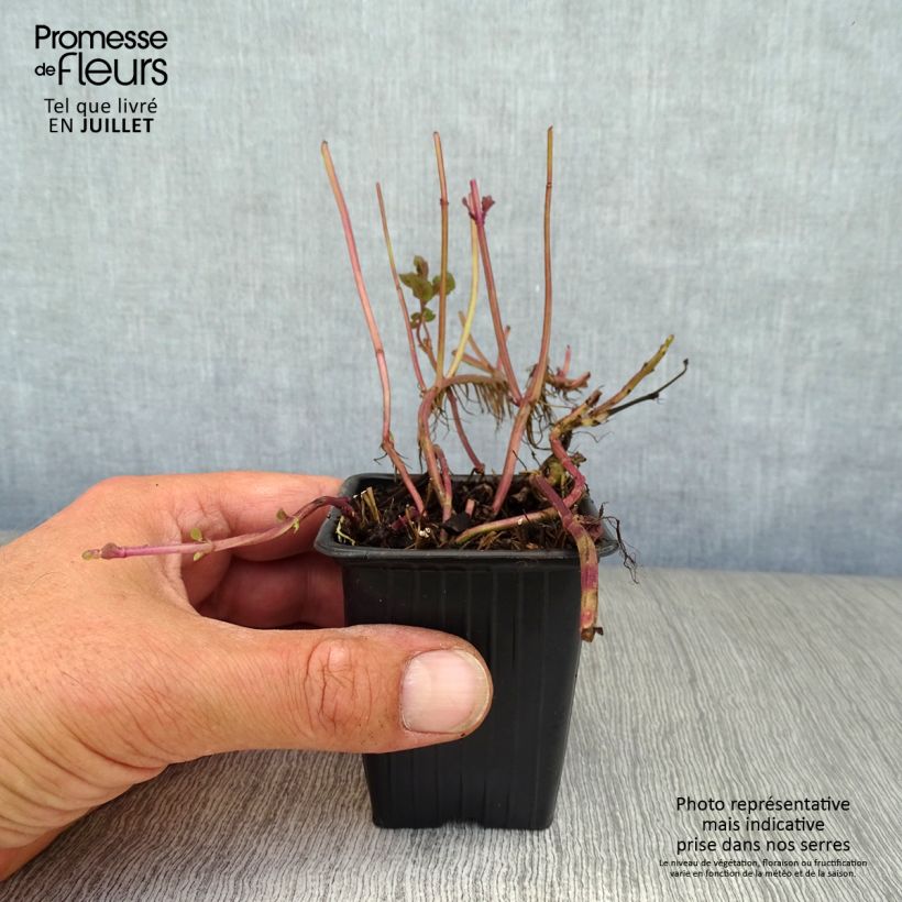 Amostra de Hortelã Sabor Laranja Vaso de 8/9 cm tal como entregue no verão