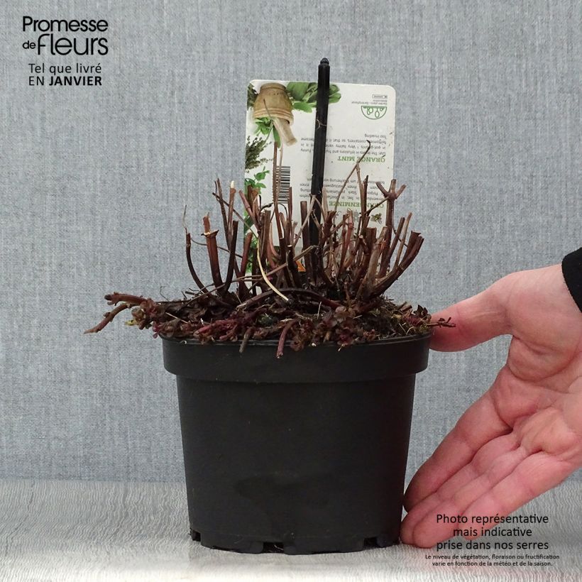 Amostra de Menthe Goût d'Orange - Mentha citrata Goût d'Orange  Pot de 1,5L/2L tal como entregue no inverno