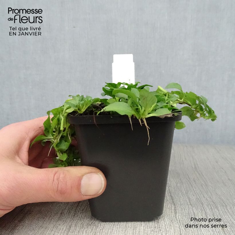 Amostra de Menthe Pouliot - Mentha pulegium Vaso de 8/9 cm tal como entregue no inverno