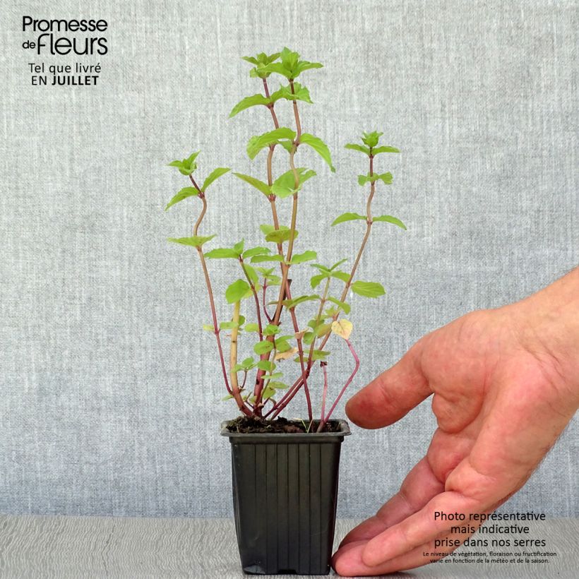 Amostra de Hortelã-pimenta Reglisse Bio - Mentha x piperita Réglisse Vaso de 7/8 cm tal como entregue no verão