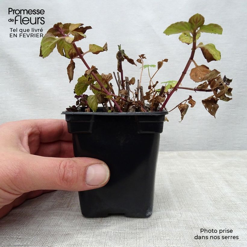 Amostra de Menthe Réglisse BIO - Mentha x piperita Réglisse Vaso de 7/8 cm tal como entregue no inverno
