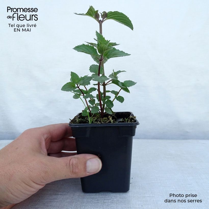 Amostra de Hortelã-pimenta Reglisse Bio - Mentha x piperita Réglisse Vaso de 7/8 cm tal como entregue na primavera
