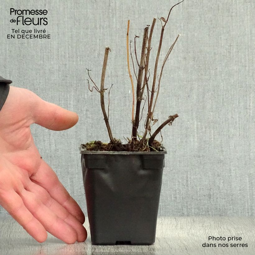 Amostra de Menthe Russe BIO - Mentha spicata Russe Godet de 7/8 cm tal como entregue no inverno