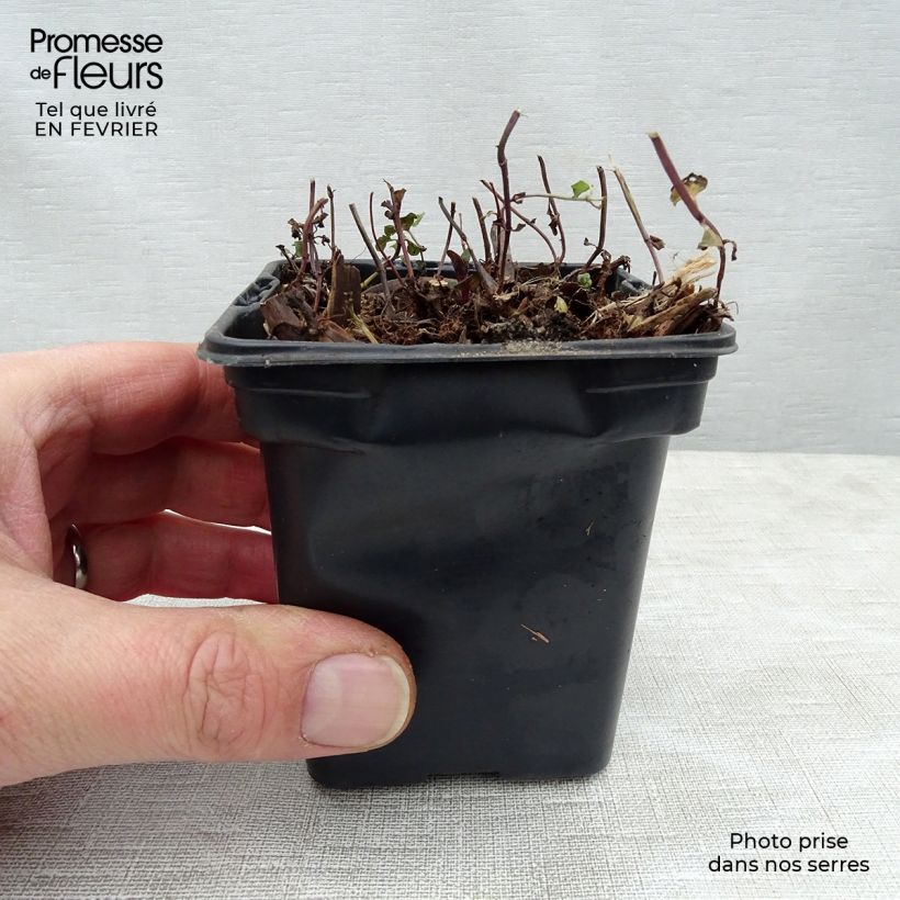 Amostra de Menthe Tunisienne BIO Godet de 8/9 cm tal como entregue no inverno