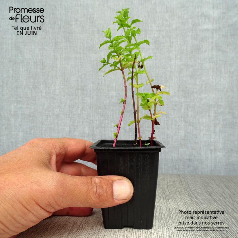 Amostra de Hortelã Tunisienne Bio - Mentha Vaso de 8/9 cm tal como entregue no verão