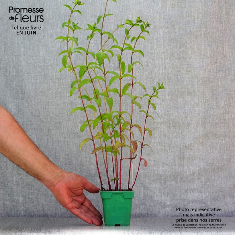 Amostra de Hortelã-pimenta Citaro plantas jovens - Mentha piperata em planta Vaso de 10 cm/11 cm tal como entregue no verão