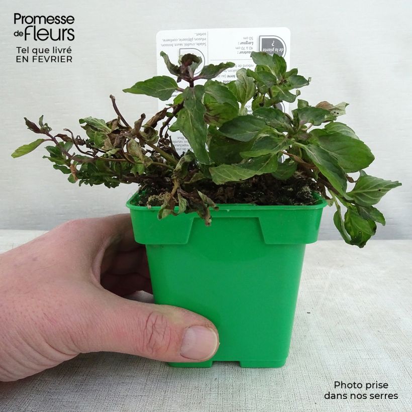 Amostra de Menthe anglaise ou poivrée Citaro - Mentha piperata en plant Vaso de 10 cm/11 cm tal como entregue no inverno