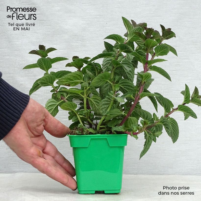 Amostra de Hortelã-pimenta Citaro plantas jovens - Mentha piperata em planta Vaso de 10 cm/11 cm tal como entregue na primavera