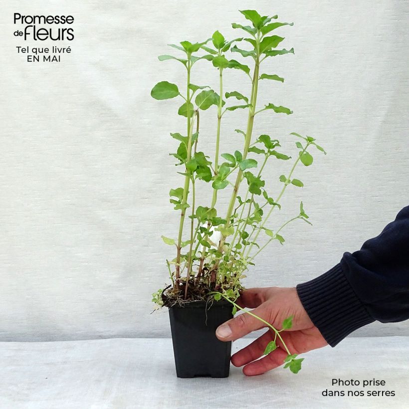 Amostra de Hortelã-aquática - Mentha aquatica Vaso de 8/9 cm tal como entregue na primavera