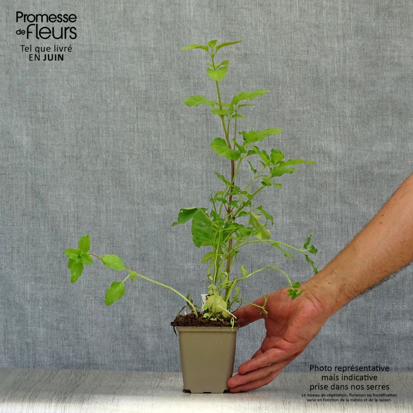 Amostra de Hortelã-aquática - Mentha aquatica Vaso de 8/9 cm tal como entregue no verão
