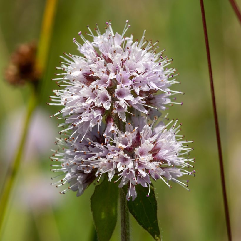 Hortelã-aquática - Mentha aquatica (Floração)