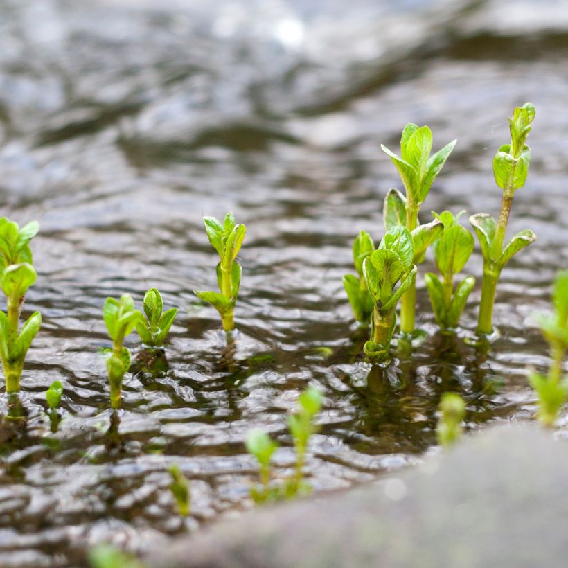 Hortelã-aquática - Mentha aquatica (Hábito)